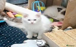 Ragdoll cats for sale: Pedigree Ragdolls for sale £495 - Image 23