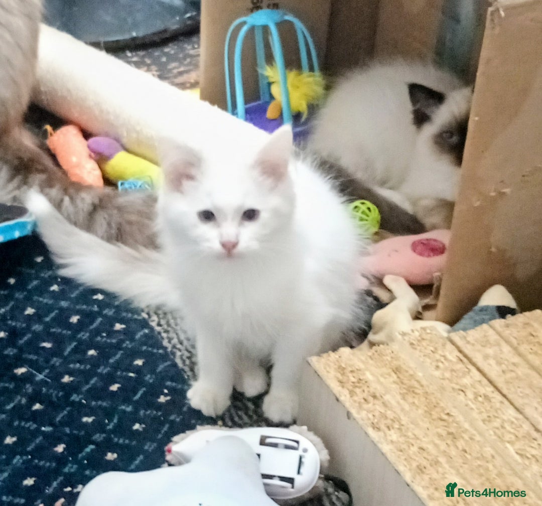 Ragdoll cats for sale: Pedigree Ragdolls for sale £495 - Image 23