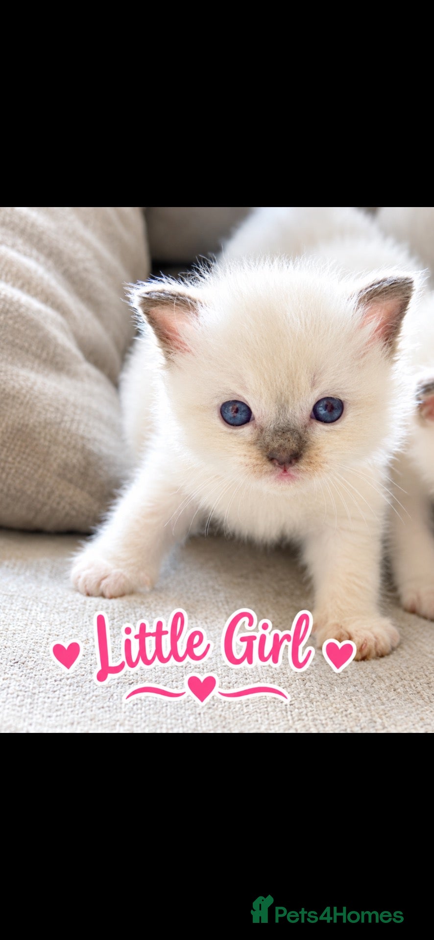Ragdoll cats ☃️ADORABLE GCCF BABIES ☃️ - Advert 16