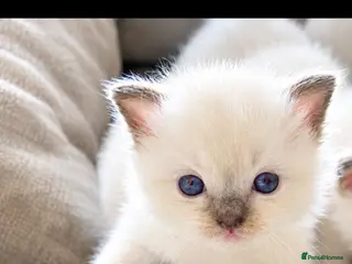 Ragdoll cats ☃️ADORABLE GCCF BABIES ☃️ - Advert 15