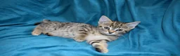 Mixed Breed cats for sale: 6 Gorgeous kittens for sale - Advert 23
