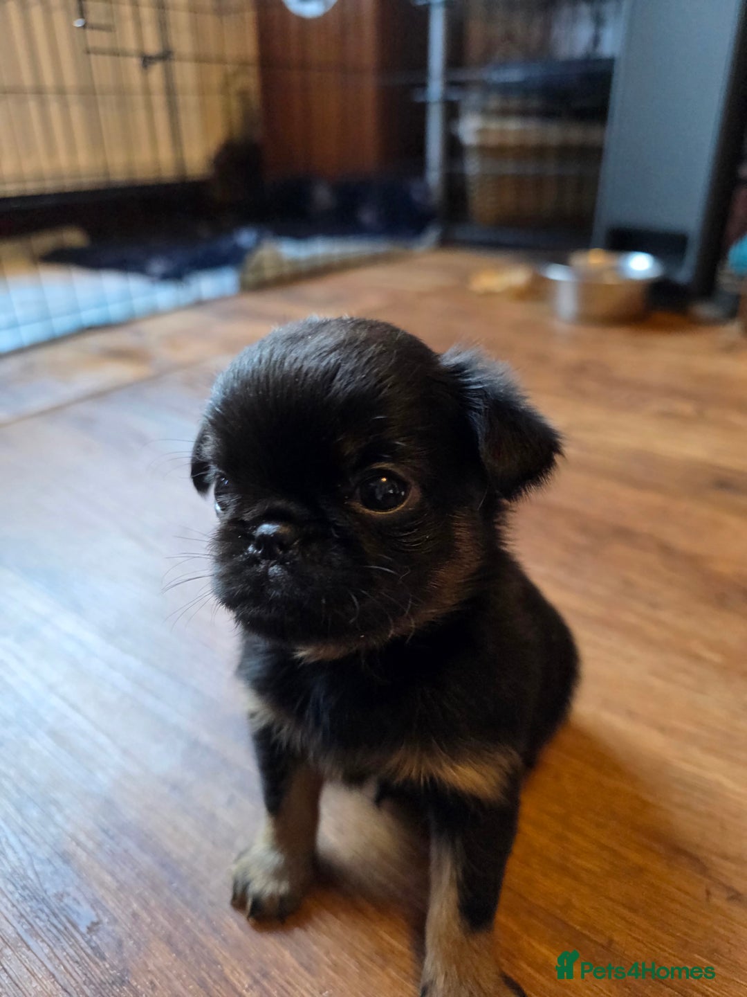 Griffon Bruxellois dogs for sale: KC Registered Rough Brussels Griffon  - Advert 5