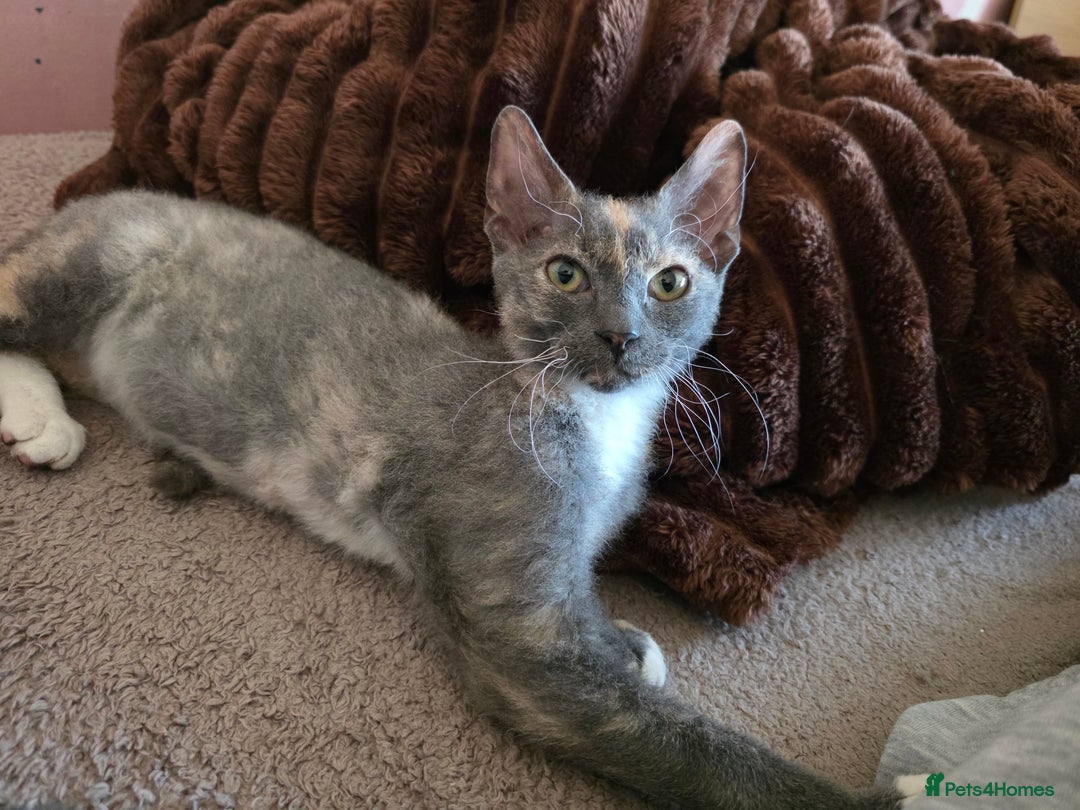 Mixed Breed cats for sale: Beautiful Female Kitten Looking for a Loving Home - Advert 8