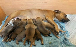 Staffordshire Bull Terrier dogs for sale: Red little one ❤️ - Image 27