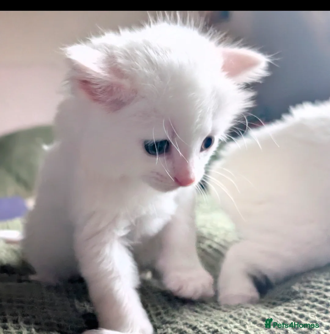 Mixed Breed cats for sale: Two adorable female kittens - Advert 4