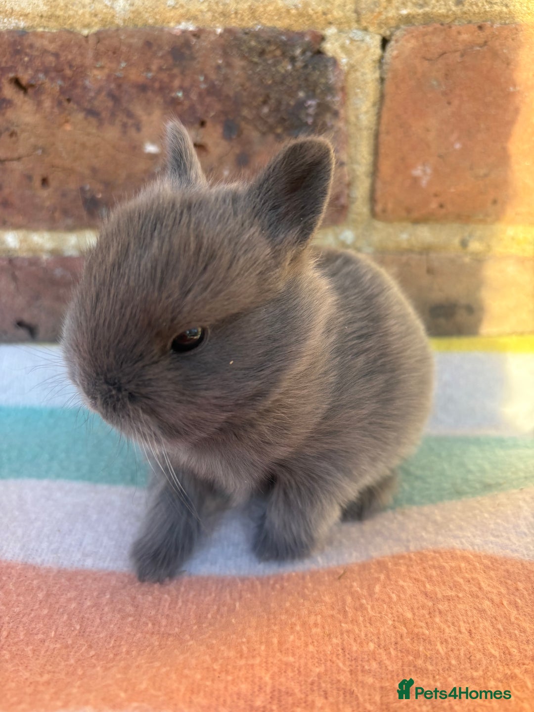 Netherland Dwarf rabbits for sale: Sweet Blue Netherland Dwarf bunnies  - Advert 15