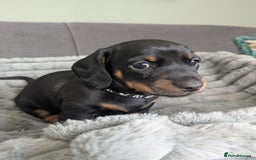 Dachshund dogs for sale: 🐾5 Beautiful Standard Dachshunds 🐾 - Image 7