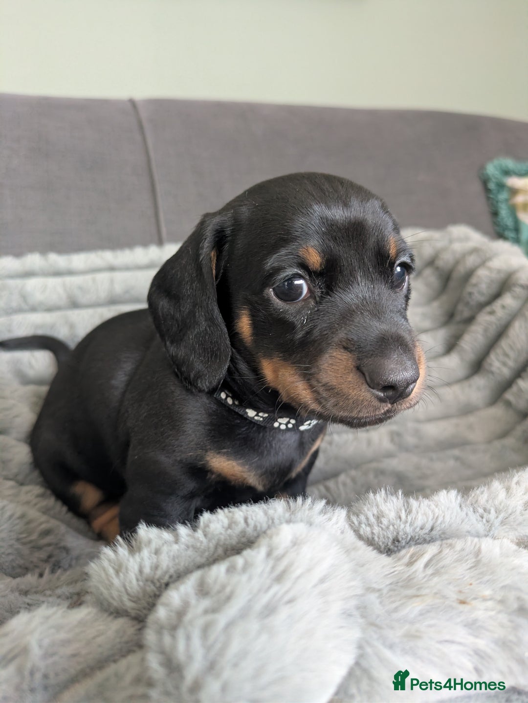 Dachshund dogs for sale: 🐾5 Beautiful Standard Dachshunds 🐾 - Image 7