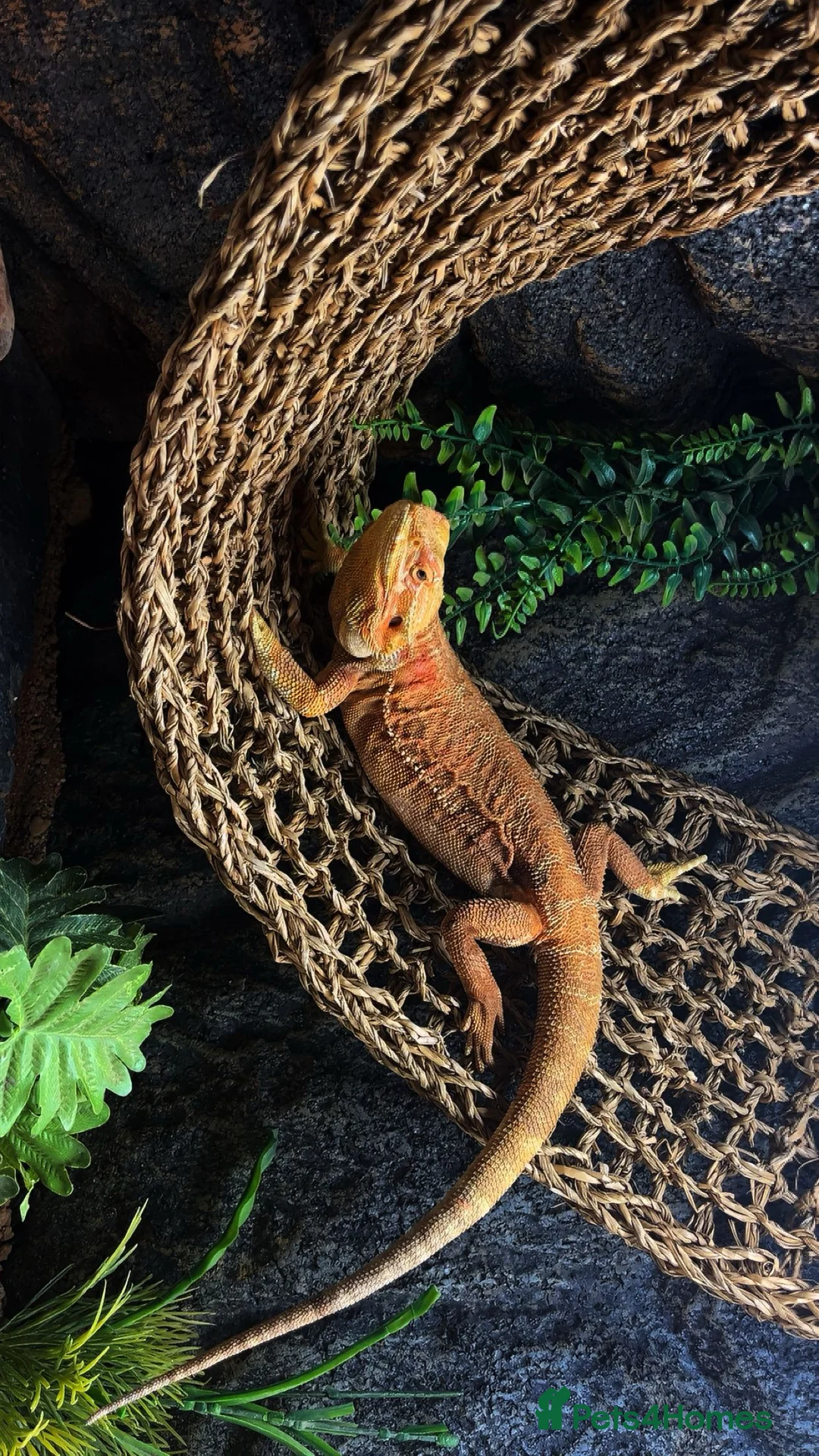 Bearded Dragon reptiles for sale: Bearded dragon  in Alford - Advert 2