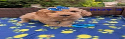 Cockapoo dogs for sale: DNA Clear F1 Red Toy Cockapoo Puppies  - Advert 6