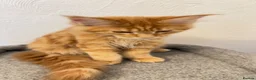 Maine Coon cats for sale: Maine Coon Kitten  - Advert 5