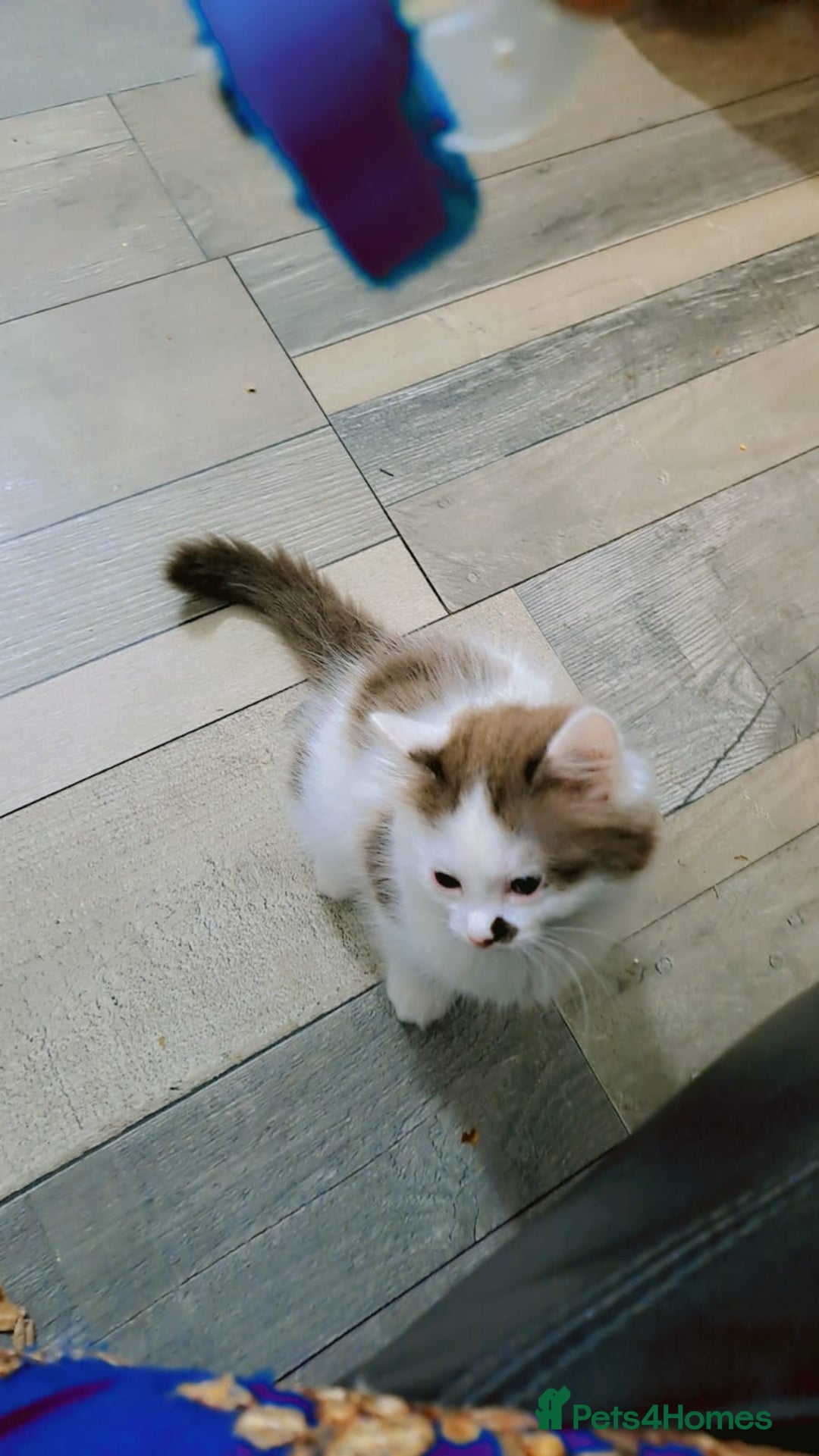 Mixed Breed cats for sale: 🐾 Adorable, persian crossed Kittens for Sale 🐾 - Image 11