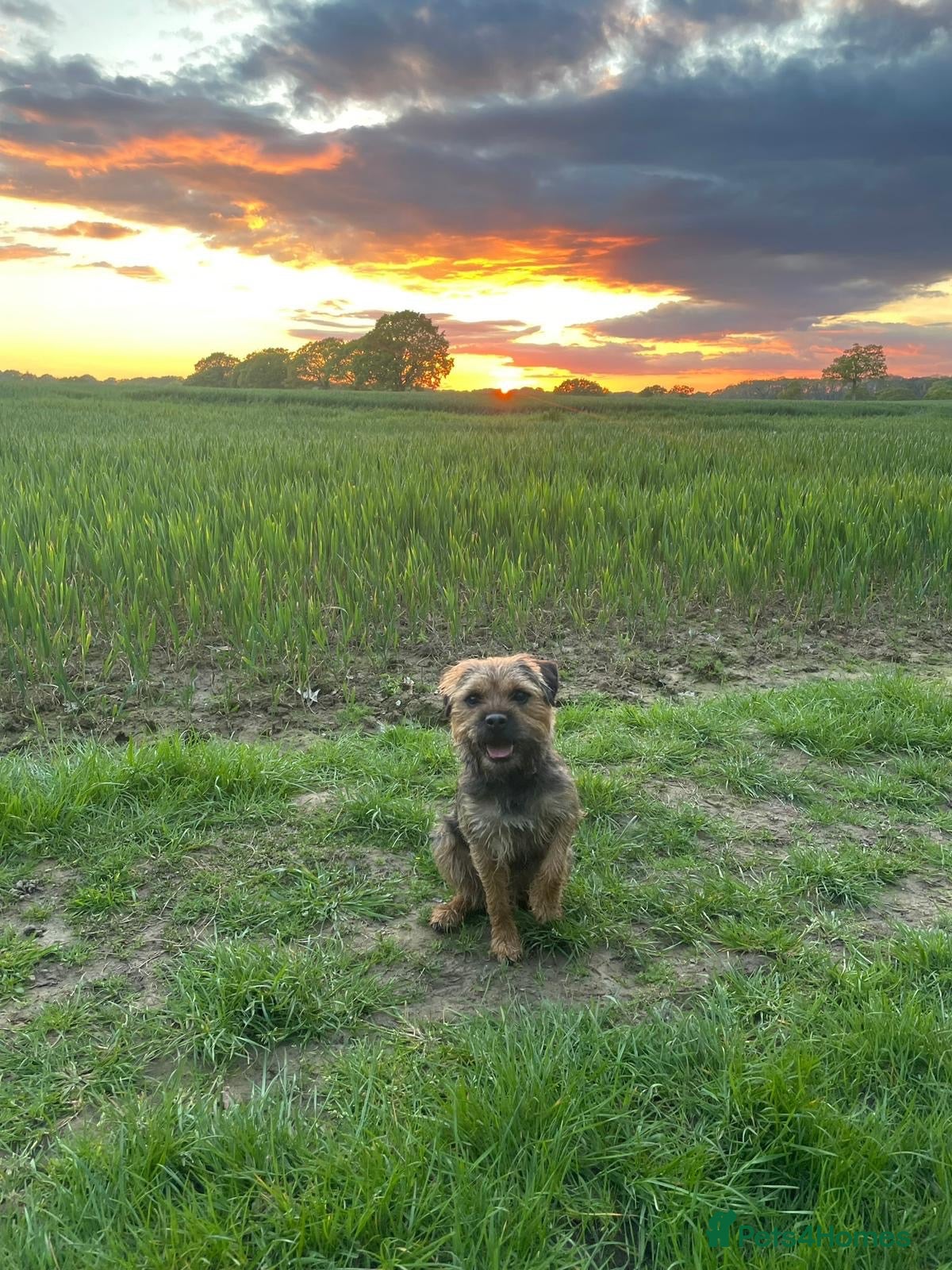 Border Terrier dogs Colin for Stud - Advert 1
