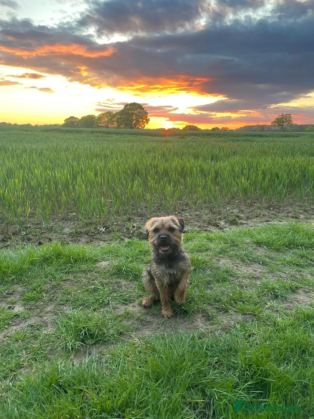 Border Terrier dogs for stud: Colin for Stud - Advert 1