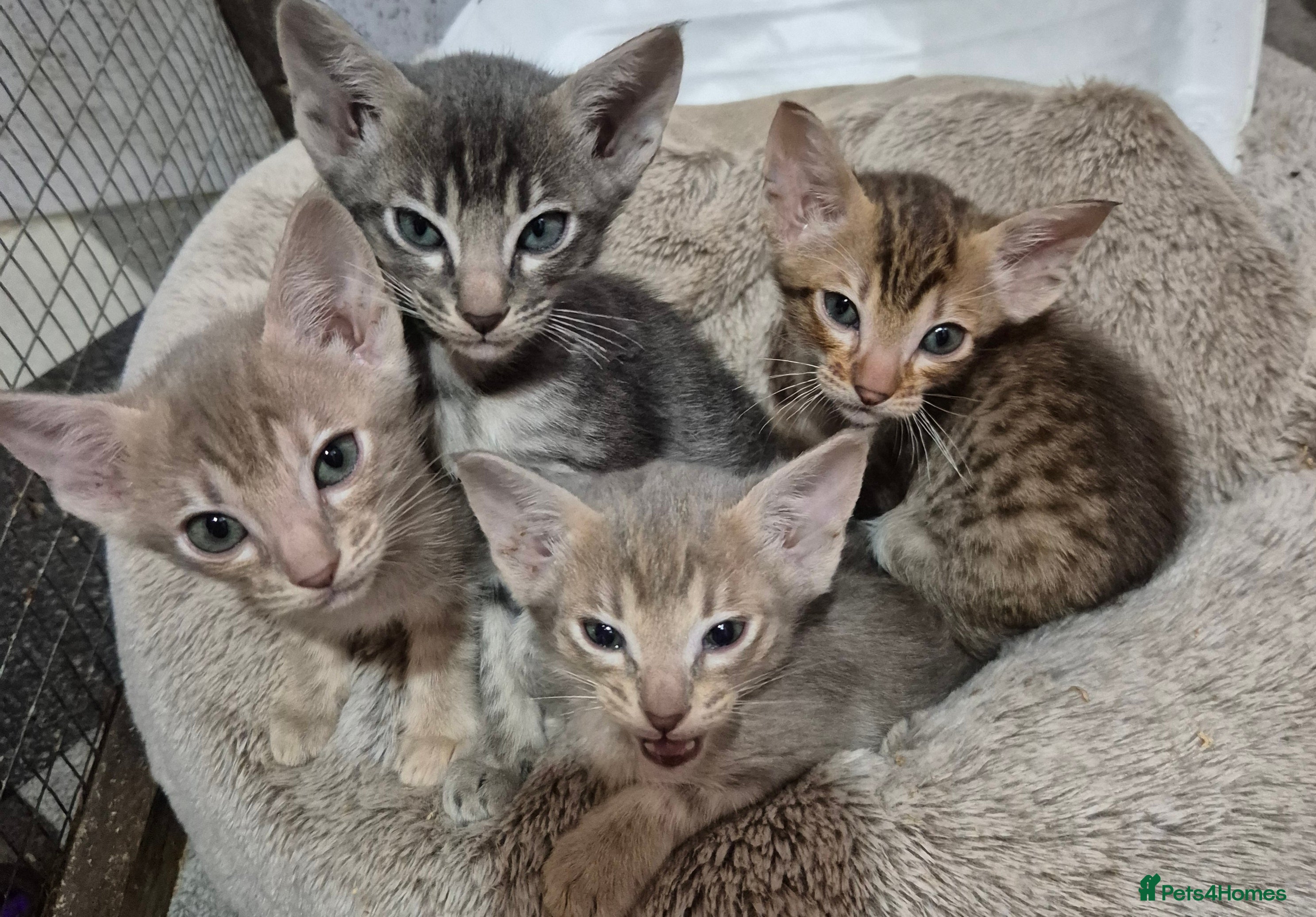 Serengeti cats Seringetti kittens  - Advert 1