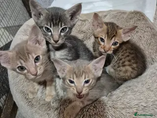 Serengeti cats Seringetti kittens - Advert 6