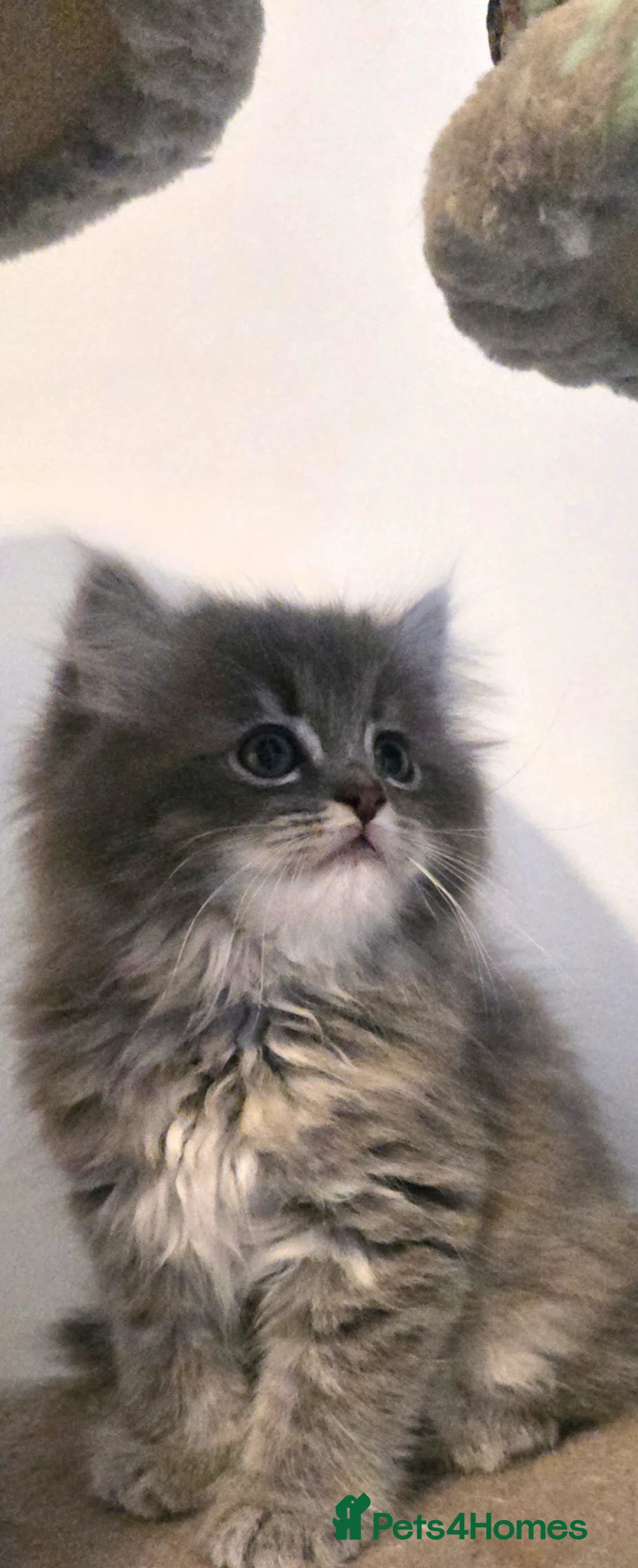 Persian cats for sale: Persian cross Ragdoll kittens - Advert 6