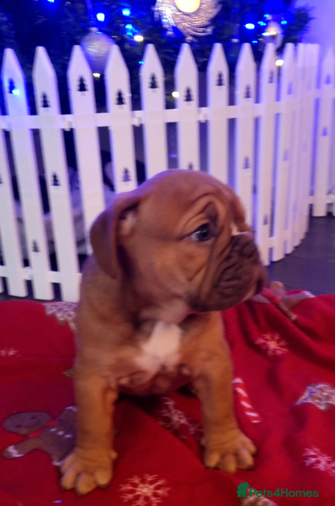 Olde English Bulldogge dogs for sale: BUYER PULL OUT LAST MALE REDUCED!!!! - Advert 6