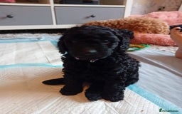 Cockapoo dogs for sale: Gorgeous F1B cockapoo  - Advert 17