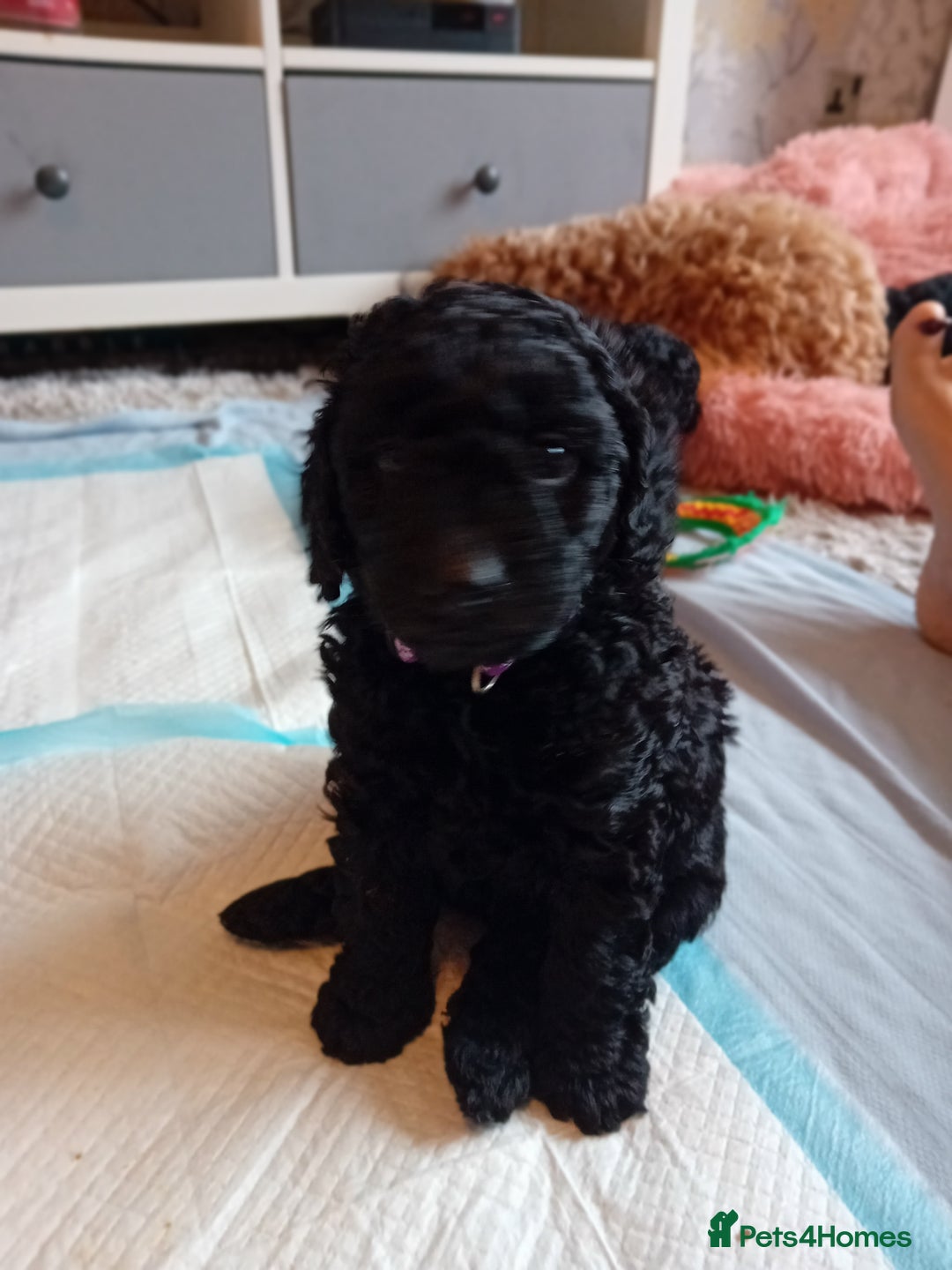 Cockapoo dogs for sale: Gorgeous F1B cockapoo  - Advert 17