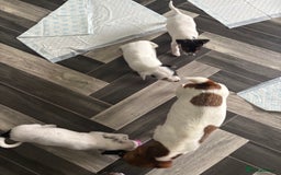 Jack Russell dogs for sale: 3 traditional Jack Russell boys  - Image 4