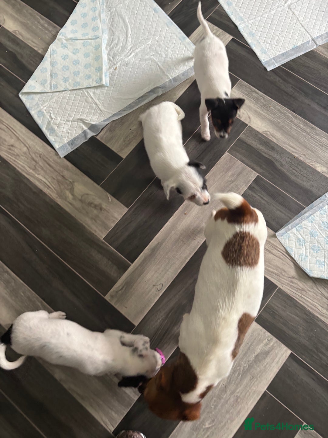 Jack Russell dogs for sale: 3 traditional Jack Russell boys  - Image 4