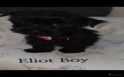 Yorkshire Terrier dogs for sale: Yorkshire Terrier Puppies Ready Now - Image 7