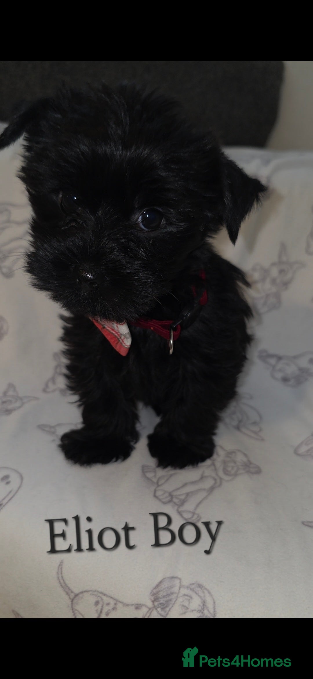 Yorkshire Terrier dogs for sale: Yorkshire Terrier Puppies Ready Now - Image 7