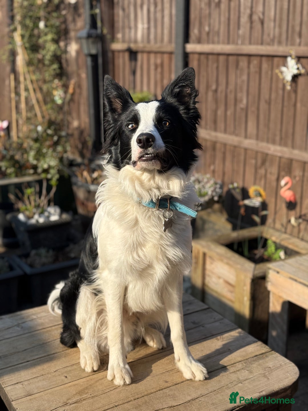 Mixed Breed dogs for sale: Looking for new best forever home for my dogs - Advert 2