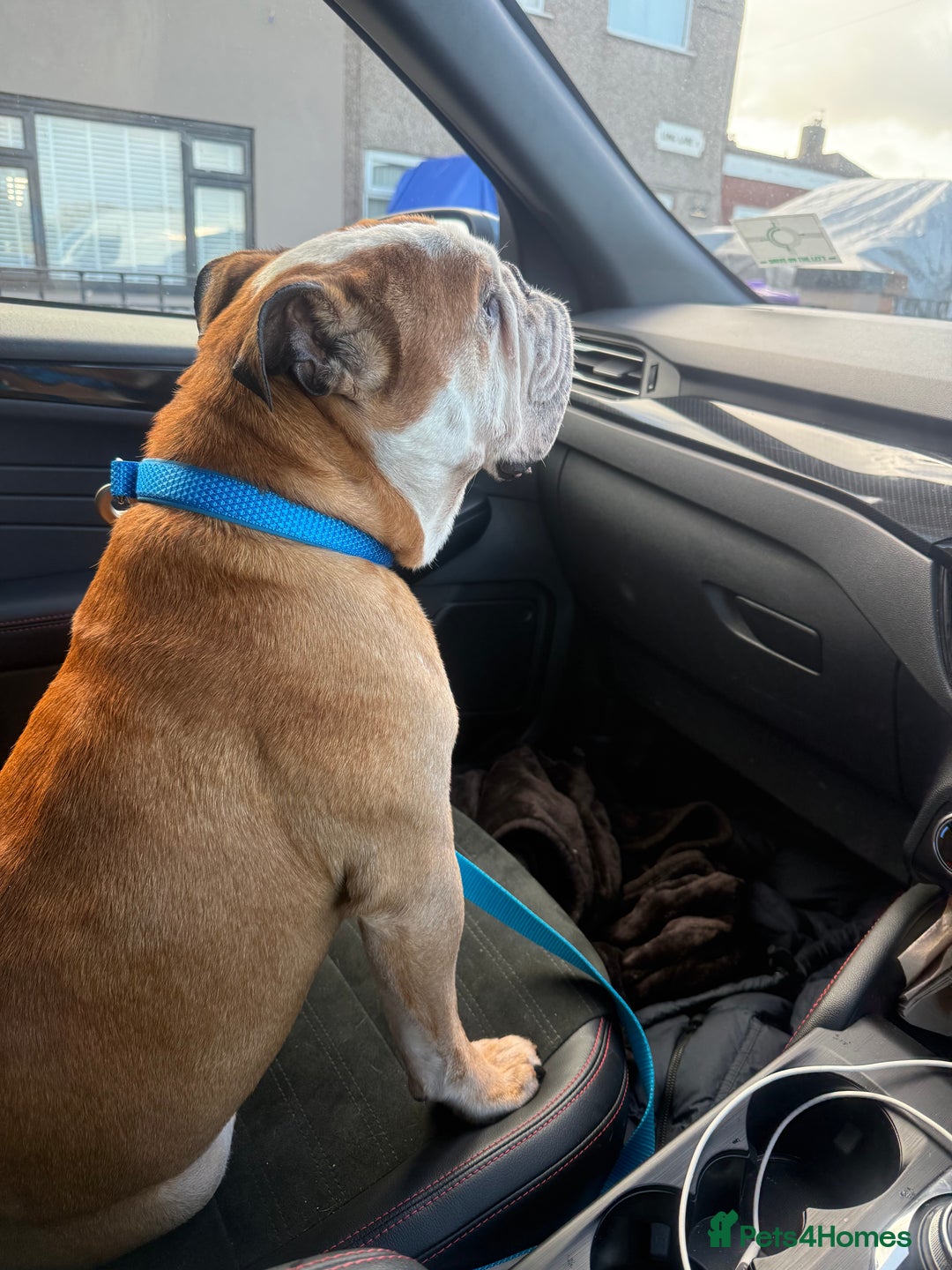 English Bulldog dogs for adoption: 💔💔 BRUNO 💔💔 - Advert 3