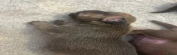Jackshund dogs for sale: Jackshunds puppies  - Advert 6
