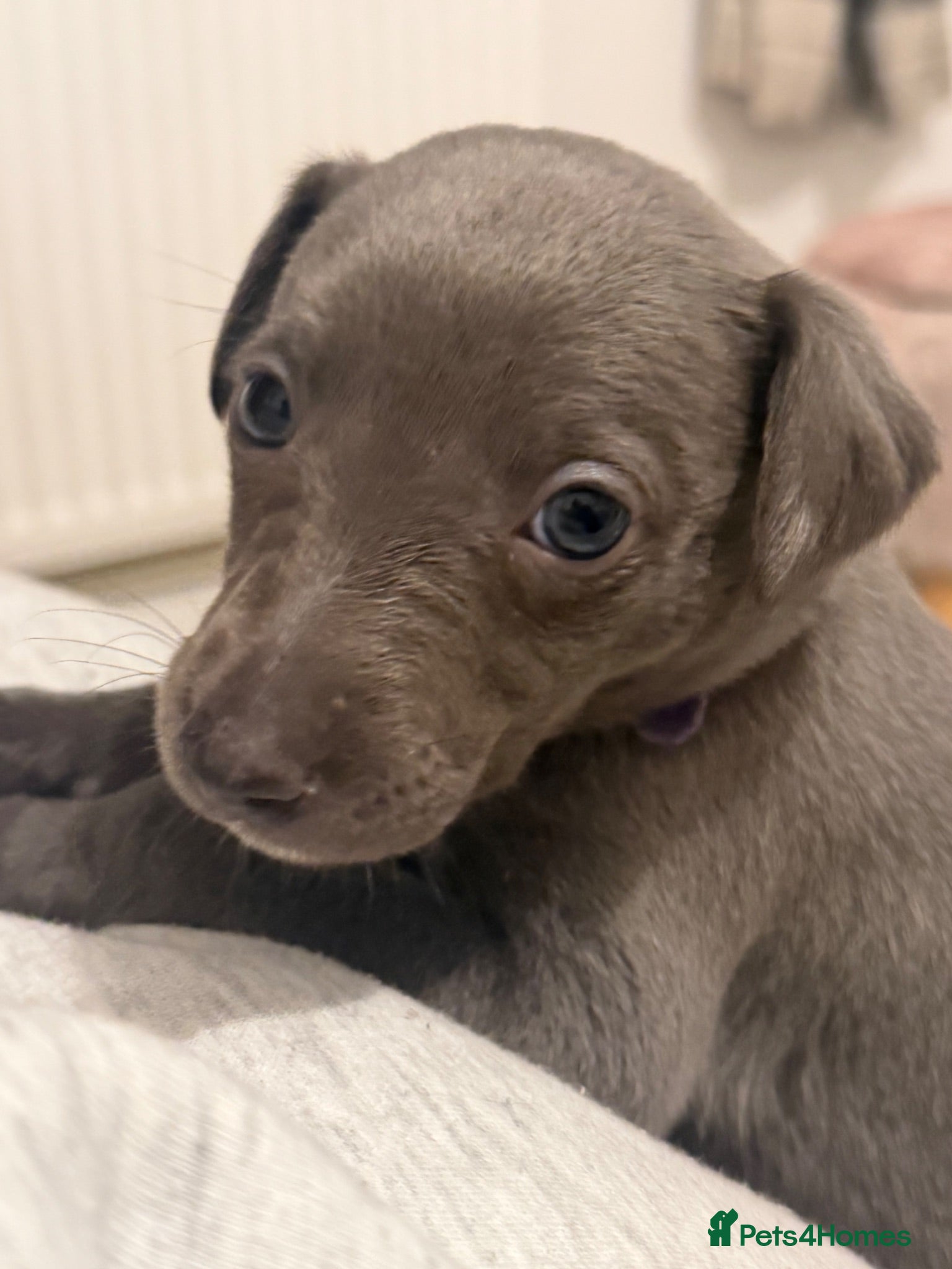 Whippet dogs Whippet puppies  1 girl and 3 boys left.  - Advert 3