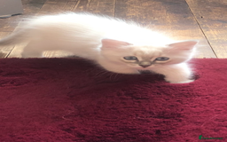 Ragdoll cats for sale: Ragdoll X Chinchilla Persian kittens for sale  - Image 7