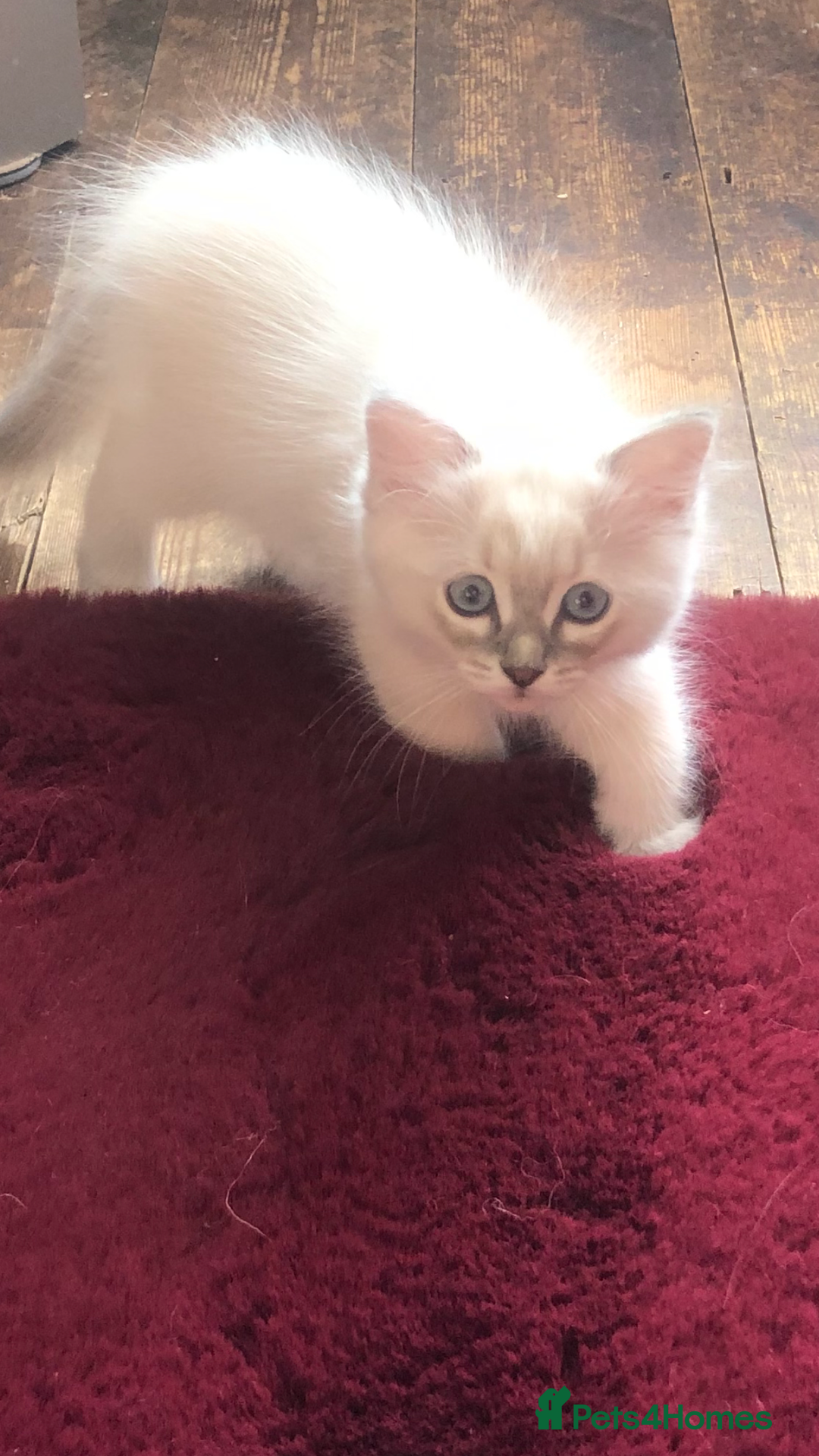 Ragdoll cats for sale: Ragdoll X Chinchilla Persian kittens for sale  - Image 7