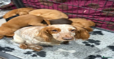 Cocker Spaniel dogs Mixed litter  - Advert 2