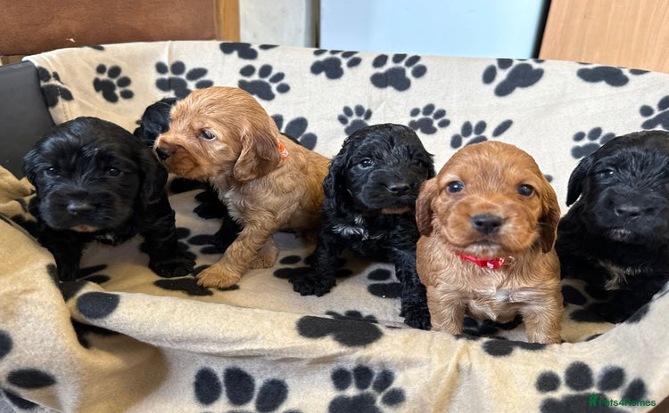 Cockapoo dogs - Advert 4