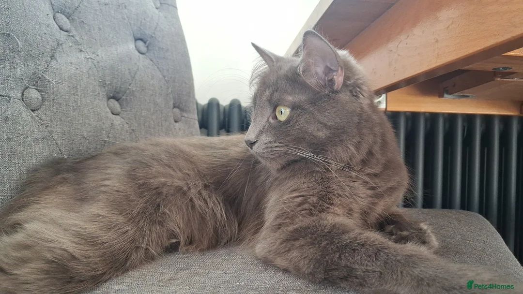 Mixed Breed cats for sale: Black tabby kitten seeking a home in Bristol - Advert 3