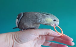 Cockatiels birds for sale: Hand reared semi tame DNA sexed baby cockatiel  in Worthing - Image 3