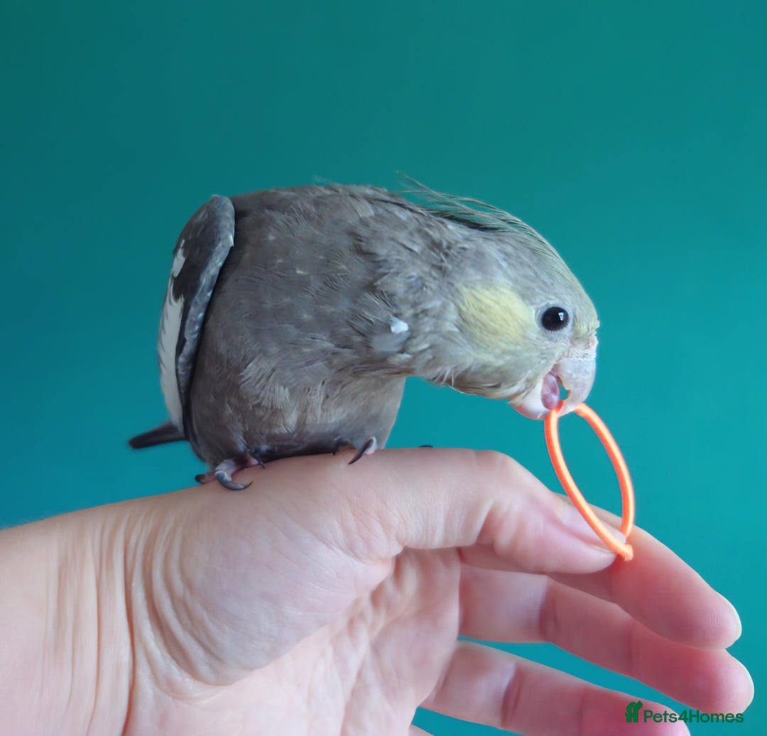 Cockatiels birds for sale: Hand reared semi tame DNA sexed baby cockatiel  in Worthing - Image 3