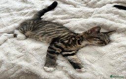 Mixed Breed cats for sale: Kittens looking for their forever home - Image 8