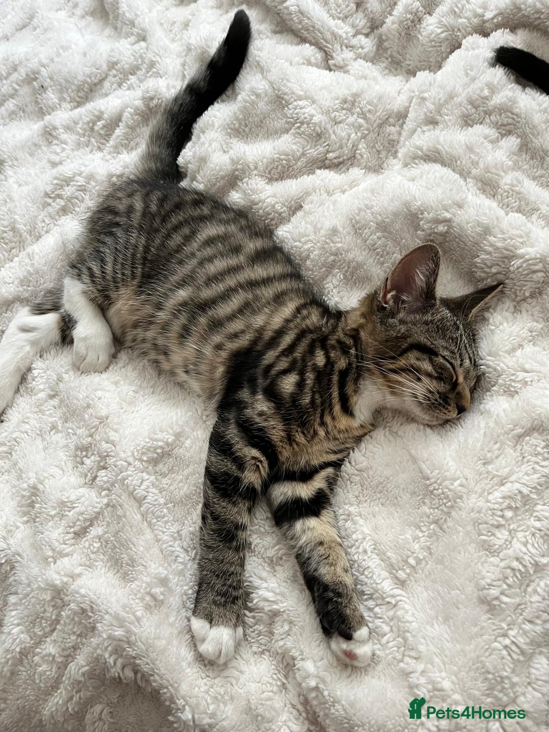 Mixed Breed cats for sale: Kittens looking for their forever home - Image 8