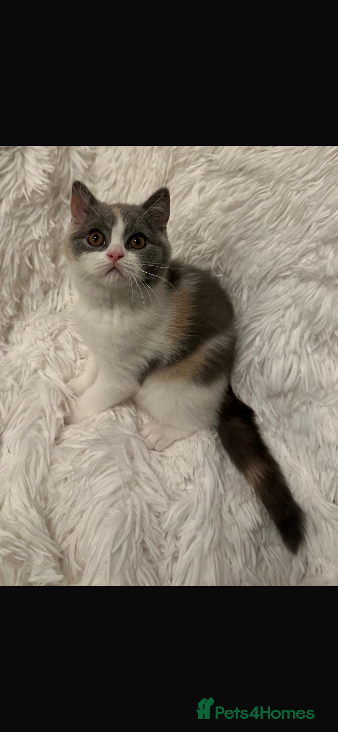 British Shorthair cats for sale: 1 left Ready NOW GCCF BSH kittens  - Advert 16