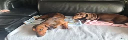 Miniature Dachshund dogs for sale: 1 girl 3 boys Miniature Dachshund pups in Pontefract - Advert 2