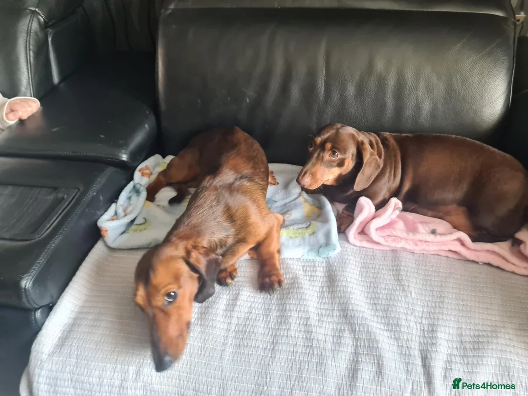 Miniature Dachshund dogs for sale: 1 girl 3 boys Miniature Dachshund pups in Pontefract - Advert 2