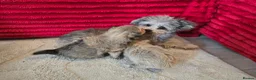 Mixed Breed dogs for sale: 2 pom yorkies  in Harlow - Advert 6