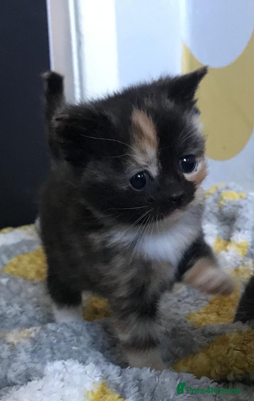 Mixed Breed cats for sale: Adorable half rag doll kittens  - Advert 9