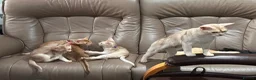 Abyssinian cats for sale: 🐾 Handsome Fawn Silver Aby Boy - ready now  - Advert 4