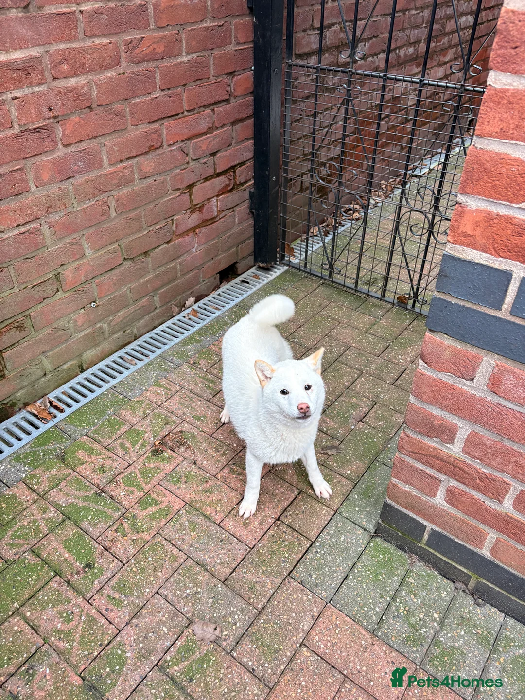 Japanese Shiba Inu dogs for sale: KC Registered Female Shiba - Advert 4