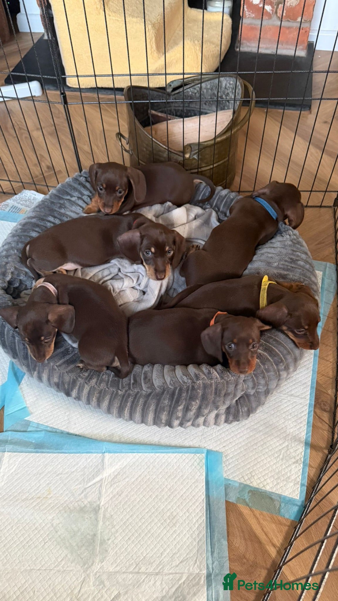 Miniature Dachshund dogs Beautiful Chocolate Miniature Dachshund Puppies  - Advert 8