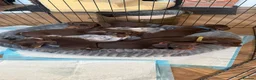 Miniature Dachshund dogs for sale: Beautiful Smooth Hair Miniature Dachshund - Advert 1